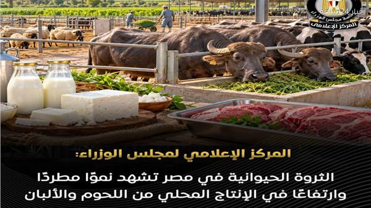 الحكومة تنفي تراجع الثروة الحيوانية وتؤكد ارتفاع أعداد الماشية إلى 8.6 مليون رأس